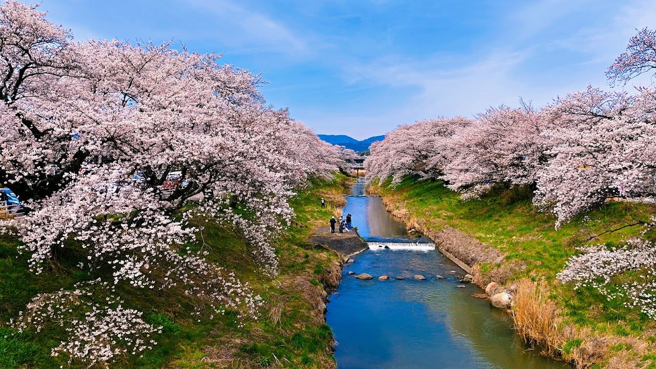 🌸 후지타강 만남의 벚꽃(후지타가와 후레아이자쿠라) 이미지 4